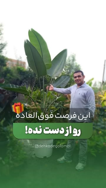 نخل نیکولای 3 متری