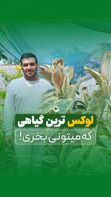 فیکوس ابلق یاقوتی و شرابی بزرگ