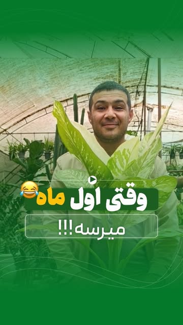 دیفن باخیا ابلق