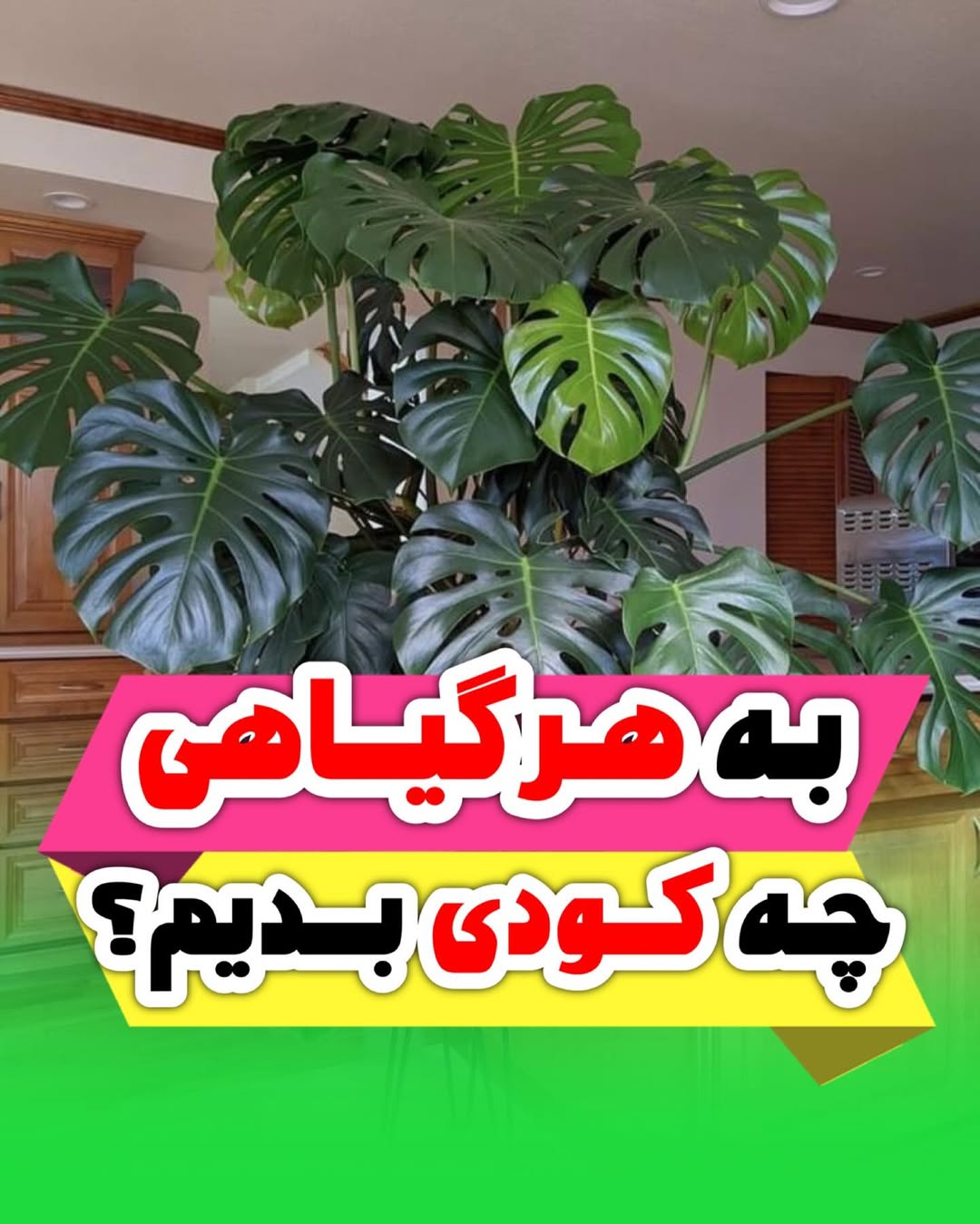 انواع کود رشد گیاه
