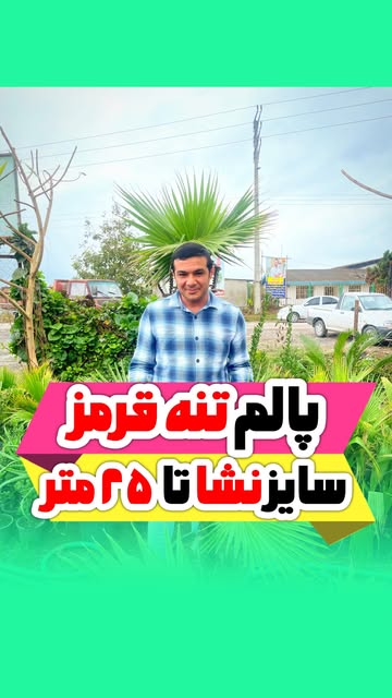 پالم تنه قرمز جنوبی